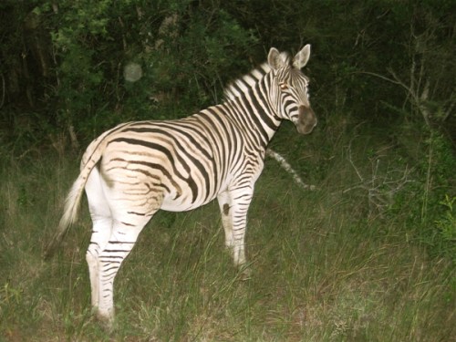 Sa20100224_23-32-23blg